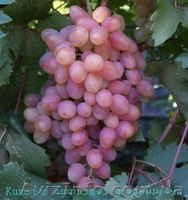 Продам первосортные саженцы винограда - <ro>Изображение</ro><ru>Изображение</ru> #1, <ru>Объявление</ru> #515168