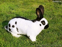 Кролики. Разведение и продажа. - <ro>Изображение</ro><ru>Изображение</ru> #1, <ru>Объявление</ru> #577859