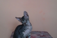 Предлагаются Котята Донского Сфинкса - <ro>Изображение</ro><ru>Изображение</ru> #3, <ru>Объявление</ru> #671628