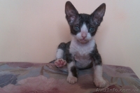 Предлагаются Котята Донского Сфинкса - <ro>Изображение</ro><ru>Изображение</ru> #1, <ru>Объявление</ru> #671628