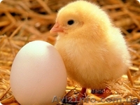 Птицефабрика, продажа или аренда бизнеса - <ro>Изображение</ro><ru>Изображение</ru> #1, <ru>Объявление</ru> #645235