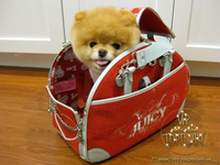 Щенки карликового померанского шпица SHOW-CLASSA! - <ro>Изображение</ro><ru>Изображение</ru> #2, <ru>Объявление</ru> #708160