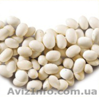 Продам грецкий орех и фасоль - <ro>Изображение</ro><ru>Изображение</ru> #2, <ru>Объявление</ru> #726363