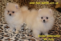 Щенки карликового померанского шпица SHOW-CLASSA! - <ro>Изображение</ro><ru>Изображение</ru> #1, <ru>Объявление</ru> #708160