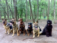 Квалифицированная дрессировка собак г.Кировоград - <ro>Изображение</ro><ru>Изображение</ru> #4, <ru>Объявление</ru> #742194
