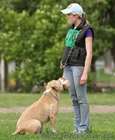 Квалифицированная дрессировка собак г.Кировоград - <ro>Изображение</ro><ru>Изображение</ru> #5, <ru>Объявление</ru> #742194