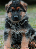 Щенки немецкой овчарки шоу класса - <ro>Изображение</ro><ru>Изображение</ru> #2, <ru>Объявление</ru> #732546