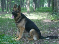 Щенки немецкой овчарки  для серьезных людей - <ro>Изображение</ro><ru>Изображение</ru> #1, <ru>Объявление</ru> #732068