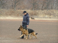 Квалифицированная дрессировка собак г.Кировоград - <ro>Изображение</ro><ru>Изображение</ru> #2, <ru>Объявление</ru> #742194