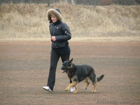 Квалифицированная дрессировка собак г.Кировоград - <ro>Изображение</ro><ru>Изображение</ru> #1, <ru>Объявление</ru> #742194