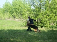 Щенки немецкой овчарки  для серьезных людей - <ro>Изображение</ro><ru>Изображение</ru> #2, <ru>Объявление</ru> #732068