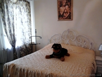 Сдам 2-х комнатную квартиру двухуровневую посуточно в Кировограде (центр).  - <ro>Изображение</ro><ru>Изображение</ru> #1, <ru>Объявление</ru> #750835