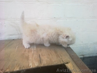 Чудесные котята ищут дом и заботливых хозяев - <ro>Изображение</ro><ru>Изображение</ru> #3, <ru>Объявление</ru> #754722