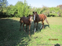 продаю лошадёнка пяти месяцов.  - <ro>Изображение</ro><ru>Изображение</ru> #2, <ru>Объявление</ru> #770488