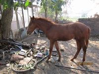 продаю лошадёнка пяти месяцов.  - <ro>Изображение</ro><ru>Изображение</ru> #1, <ru>Объявление</ru> #770488