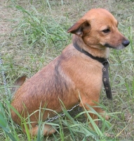 Милые собачки и щеночки ждут Вас - <ro>Изображение</ro><ru>Изображение</ru> #2, <ru>Объявление</ru> #776437