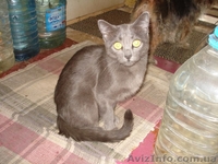 Котики и кошечки в самые добрые руки - <ro>Изображение</ro><ru>Изображение</ru> #5, <ru>Объявление</ru> #780452