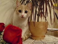 Котики и кошечки в самые добрые руки - <ro>Изображение</ro><ru>Изображение</ru> #1, <ru>Объявление</ru> #780452