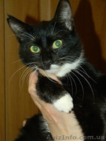 Котики и кошечки в самые добрые руки - <ro>Изображение</ro><ru>Изображение</ru> #4, <ru>Объявление</ru> #780452