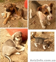 Милые собачки и щеночки ждут Вас - <ro>Изображение</ro><ru>Изображение</ru> #3, <ru>Объявление</ru> #776437