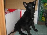 Милые собачки и щеночки ждут Вас - <ro>Изображение</ro><ru>Изображение</ru> #5, <ru>Объявление</ru> #776437