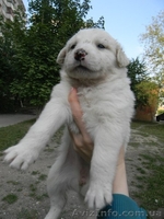 Милые собачки и щеночки ждут Вас - <ro>Изображение</ro><ru>Изображение</ru> #6, <ru>Объявление</ru> #776437