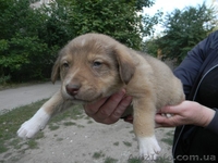 Милые собачки и щеночки ждут Вас - <ro>Изображение</ro><ru>Изображение</ru> #7, <ru>Объявление</ru> #776437