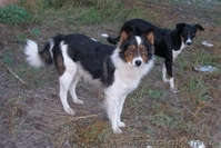 Милые собачки и щеночки ждут Вас - <ro>Изображение</ro><ru>Изображение</ru> #1, <ru>Объявление</ru> #776437