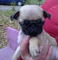 Продам щенков мопса и карликового пинчера - <ro>Изображение</ro><ru>Изображение</ru> #1, <ru>Объявление</ru> #792278