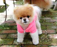 Элитные щенки померанского шпица - <ro>Изображение</ro><ru>Изображение</ru> #3, <ru>Объявление</ru> #849230