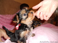 прелестные детки -щеночки йорка - <ro>Изображение</ro><ru>Изображение</ru> #1, <ru>Объявление</ru> #866791