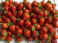 Новейший ремонтатный сорт клубники Свит Эви - <ro>Изображение</ro><ru>Изображение</ru> #1, <ru>Объявление</ru> #871511