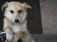 Отдам в хорошие руки собак-подростков - <ro>Изображение</ro><ru>Изображение</ru> #3, <ru>Объявление</ru> #876467