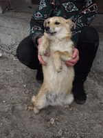 Отдам в хорошие руки собак-подростков - <ro>Изображение</ro><ru>Изображение</ru> #4, <ru>Объявление</ru> #876467