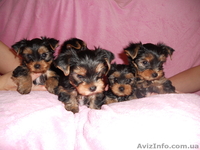 сказочной красоты детки - йоркширского терьера!!! - <ro>Изображение</ro><ru>Изображение</ru> #5, <ru>Объявление</ru> #875638