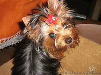 сказочной красоты детки - йоркширского терьера!!! - <ro>Изображение</ro><ru>Изображение</ru> #2, <ru>Объявление</ru> #875638