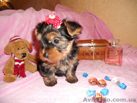сказочной красоты детки - йоркширского терьера!!! - <ro>Изображение</ro><ru>Изображение</ru> #4, <ru>Объявление</ru> #875638