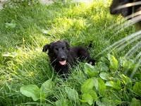 Обаятельные щеночки в добрые руки! - <ro>Изображение</ro><ru>Изображение</ru> #6, <ru>Объявление</ru> #904889