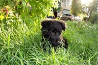 Обаятельные щеночки в добрые руки! - <ro>Изображение</ro><ru>Изображение</ru> #5, <ru>Объявление</ru> #904889