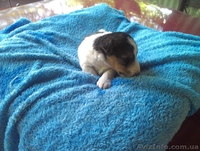 продам щеночков фокстерьера жосткошорстного - <ro>Изображение</ro><ru>Изображение</ru> #1, <ru>Объявление</ru> #901988