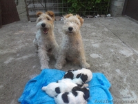 продам щеночков фокстерьера жосткошорстного - <ro>Изображение</ro><ru>Изображение</ru> #2, <ru>Объявление</ru> #901988