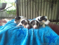 продам щеночков фокстерьера жосткошорстного - <ro>Изображение</ro><ru>Изображение</ru> #3, <ru>Объявление</ru> #901988