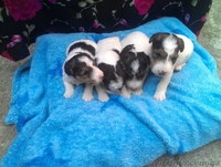 продам щеночков фокстерьера жосткошорстного - <ro>Изображение</ro><ru>Изображение</ru> #4, <ru>Объявление</ru> #901988