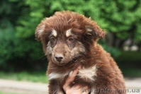 Обаятельные щеночки в добрые руки! - <ro>Изображение</ro><ru>Изображение</ru> #4, <ru>Объявление</ru> #904889