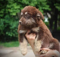 Обаятельные щеночки в добрые руки! - <ro>Изображение</ro><ru>Изображение</ru> #3, <ru>Объявление</ru> #904889