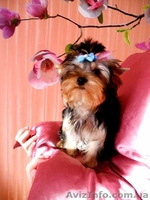 прелестные детки -щеночки йорка - <ro>Изображение</ro><ru>Изображение</ru> #9, <ru>Объявление</ru> #866791