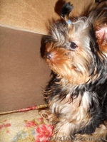 Милые детки йоркширского терьера - <ro>Изображение</ro><ru>Изображение</ru> #6, <ru>Объявление</ru> #859191