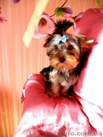 прелестные детки -щеночки йорка - <ro>Изображение</ro><ru>Изображение</ru> #8, <ru>Объявление</ru> #866791