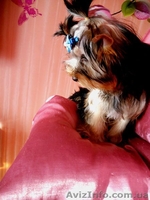 Милые детки йоркширского терьера - <ro>Изображение</ro><ru>Изображение</ru> #9, <ru>Объявление</ru> #859191
