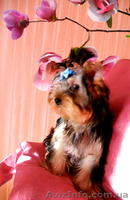 Милые детки йоркширского терьера - <ro>Изображение</ro><ru>Изображение</ru> #4, <ru>Объявление</ru> #859191